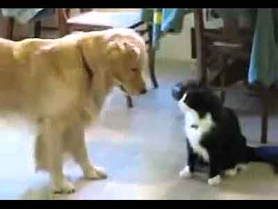 Cachorro E Gato Brincando