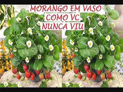 Plantar Morango