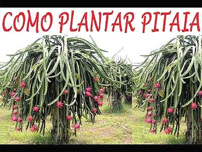 Plantar Pitaia