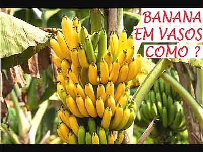 Plantar Bananeira