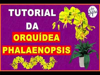 Orqu�dea phalaenopsis