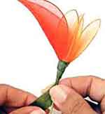 Flores com Beleza: foto 12