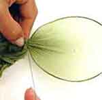 Flores com Beleza: foto 16