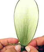 Flores com Beleza: foto 17