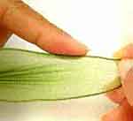 Bananeira luxo: foto 10