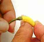 Bananeira luxo: foto 17