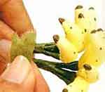 Bananeira luxo: foto 19