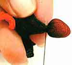 Bananeira luxo: foto 22