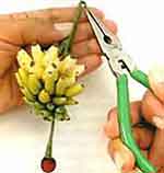 Bananeira luxo: foto 25