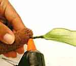 Bananeira luxo: foto 26