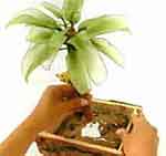 Bananeira luxo: foto 28