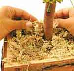 Bananeira luxo: foto 29