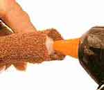 Bananeira luxo: foto 7