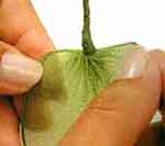 Bananeira luxo: foto 9