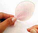 Patinha Fofa: foto 4