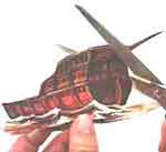 Quadro com Barco: foto 17