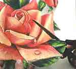Quadro com Rosas: foto 8