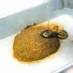 Quadro Girassóis: foto 14