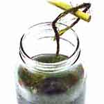 Aparador para planta: foto 7