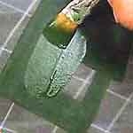 Carrinho de Chá: foto 15