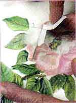 Jogo de cozinha: foto 6