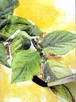 Jogo de cozinha: foto 8